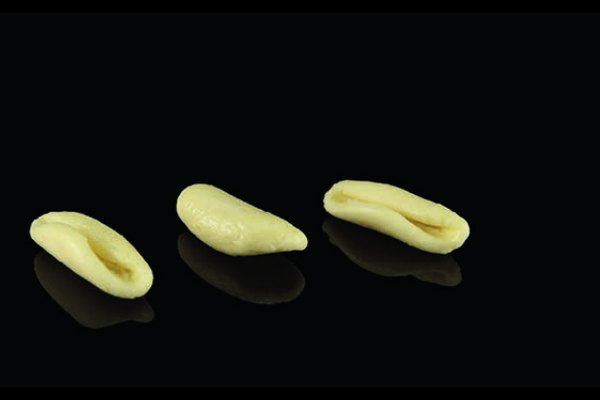 Cavatelli fresh pasta